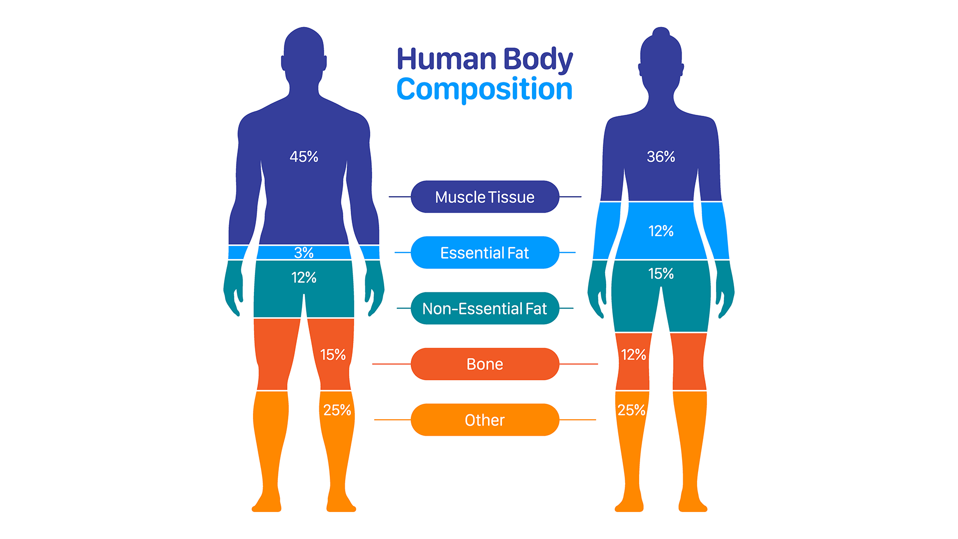 Understanding Body Composition: The Intersection of Nutrition and Modern Technology